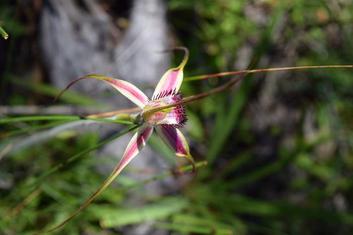 Caladenia - Orchid-Badgingarra-Vern-Westbrook-walk-Sep-2018p0015.JPG